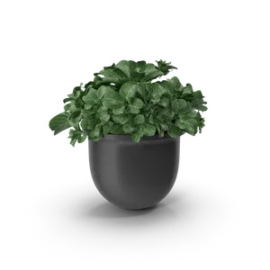 花盆